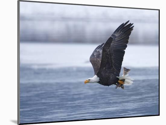 Bald Eagle-Shlomo Waldmann-Mounted Photographic Print