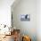 Bald Eagle-Shlomo Waldmann-Stretched Canvas displayed on a wall