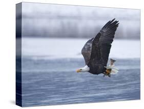 Bald Eagle-Shlomo Waldmann-Stretched Canvas