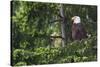 Bald Eagle-Ken Archer-Stretched Canvas