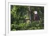 Bald Eagle-Ken Archer-Framed Photographic Print