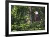 Bald Eagle-Ken Archer-Framed Photographic Print