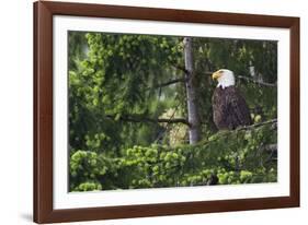 Bald Eagle-Ken Archer-Framed Photographic Print