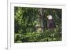 Bald Eagle-Ken Archer-Framed Photographic Print