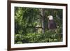 Bald Eagle-Ken Archer-Framed Photographic Print