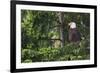 Bald Eagle-Ken Archer-Framed Photographic Print