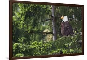 Bald Eagle-Ken Archer-Framed Photographic Print