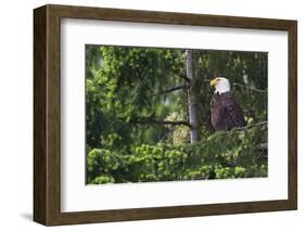 Bald Eagle-Ken Archer-Framed Photographic Print