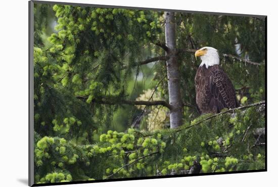 Bald Eagle-Ken Archer-Mounted Photographic Print