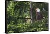 Bald Eagle-Ken Archer-Framed Stretched Canvas