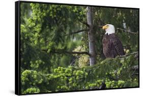 Bald Eagle-Ken Archer-Framed Stretched Canvas