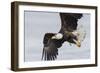 Bald Eagle-Ken Archer-Framed Photographic Print