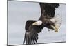 Bald Eagle-Ken Archer-Mounted Photographic Print