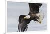 Bald Eagle-Ken Archer-Framed Photographic Print