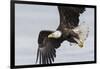 Bald Eagle-Ken Archer-Framed Photographic Print