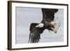 Bald Eagle-Ken Archer-Framed Photographic Print