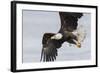 Bald Eagle-Ken Archer-Framed Photographic Print