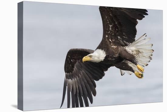 Bald Eagle-Ken Archer-Stretched Canvas