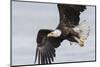 Bald Eagle-Ken Archer-Mounted Photographic Print