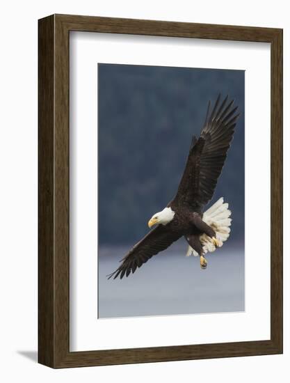 Bald Eagle-Ken Archer-Framed Photographic Print