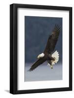 Bald Eagle-Ken Archer-Framed Photographic Print