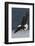 Bald Eagle-Ken Archer-Framed Photographic Print