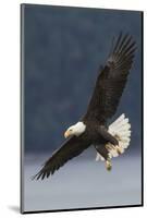 Bald Eagle-Ken Archer-Mounted Photographic Print