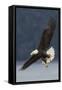 Bald Eagle-Ken Archer-Framed Stretched Canvas