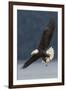 Bald Eagle-Ken Archer-Framed Premium Photographic Print