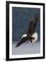 Bald Eagle-Ken Archer-Framed Premium Photographic Print