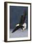 Bald Eagle-Ken Archer-Framed Photographic Print