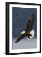 Bald Eagle-Ken Archer-Framed Photographic Print