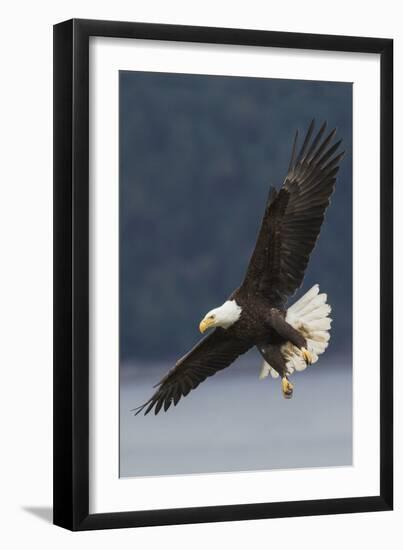 Bald Eagle-Ken Archer-Framed Photographic Print