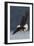 Bald Eagle-Ken Archer-Framed Photographic Print