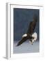 Bald Eagle-Ken Archer-Framed Photographic Print