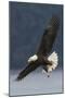 Bald Eagle-Ken Archer-Mounted Photographic Print