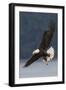 Bald Eagle-Ken Archer-Framed Premium Photographic Print