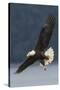 Bald Eagle-Ken Archer-Stretched Canvas