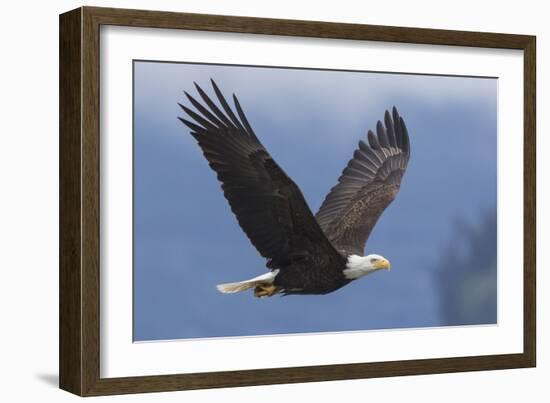 Bald Eagle-Ken Archer-Framed Photographic Print