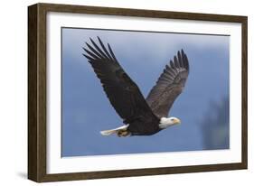 Bald Eagle-Ken Archer-Framed Photographic Print