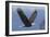 Bald Eagle-Ken Archer-Framed Photographic Print