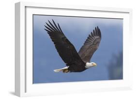 Bald Eagle-Ken Archer-Framed Photographic Print