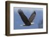 Bald Eagle-Ken Archer-Framed Photographic Print