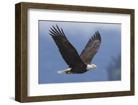 Bald Eagle-Ken Archer-Framed Photographic Print