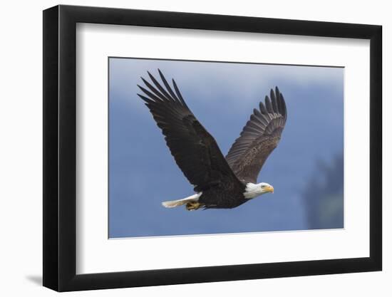 Bald Eagle-Ken Archer-Framed Photographic Print