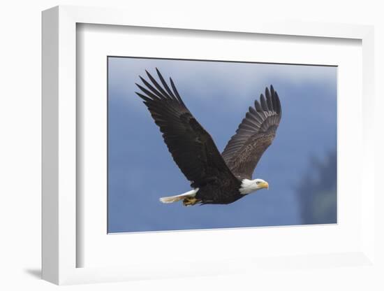 Bald Eagle-Ken Archer-Framed Photographic Print