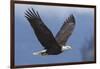 Bald Eagle-Ken Archer-Framed Photographic Print