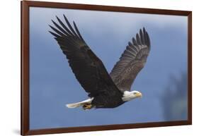 Bald Eagle-Ken Archer-Framed Photographic Print