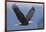 Bald Eagle-Ken Archer-Framed Photographic Print