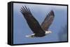 Bald Eagle-Ken Archer-Framed Stretched Canvas